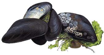 Blåmussla