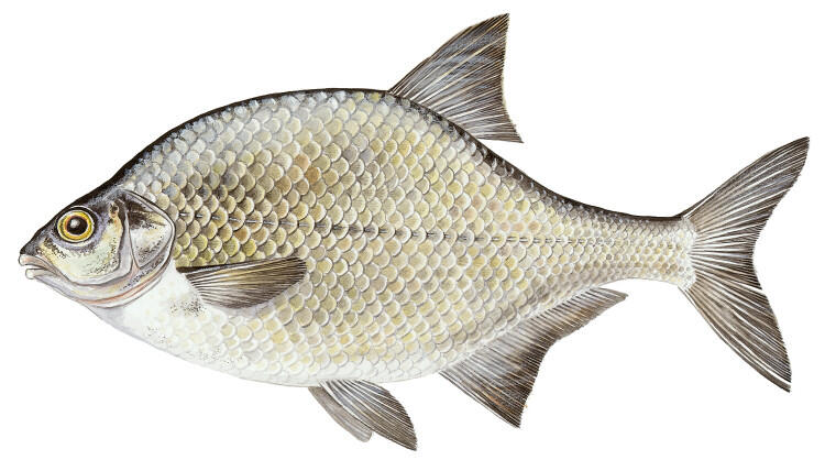 Gädda