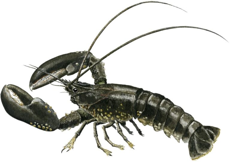 Hummer