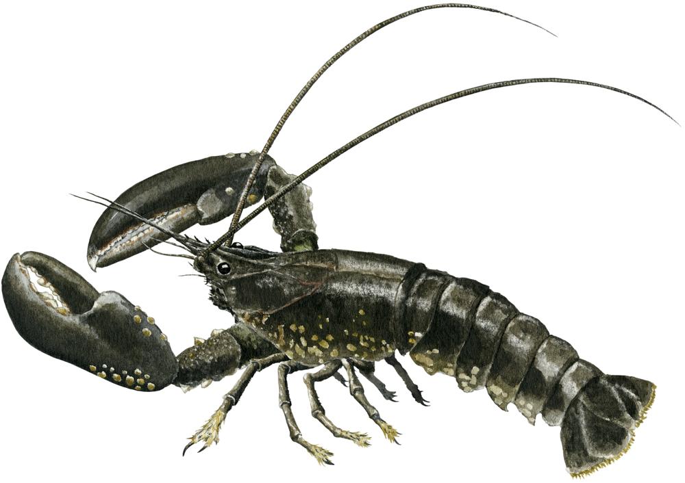 Hummer