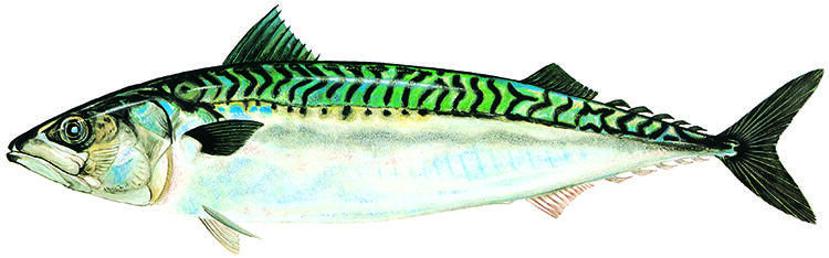 Makrill