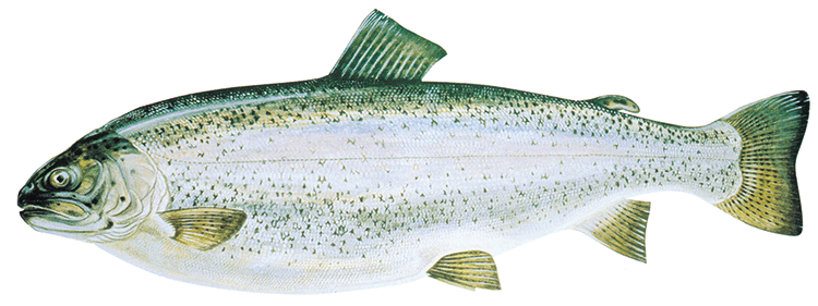 Regnbågslax