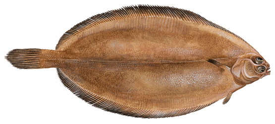 Rödtunga