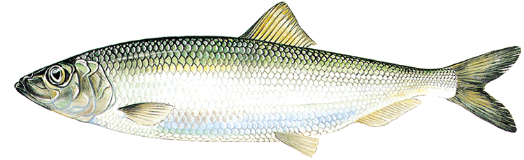 Sill/Strömming