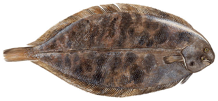 Sjötunga