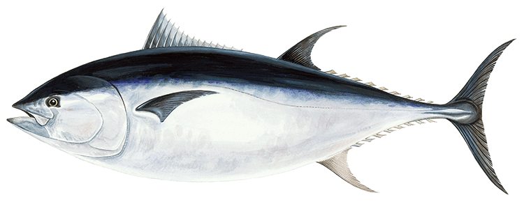 Tonfisk