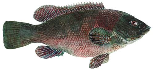 Berggylta