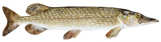 Gädda
