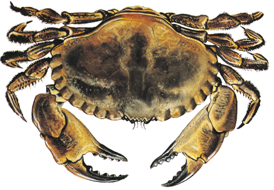 krabba